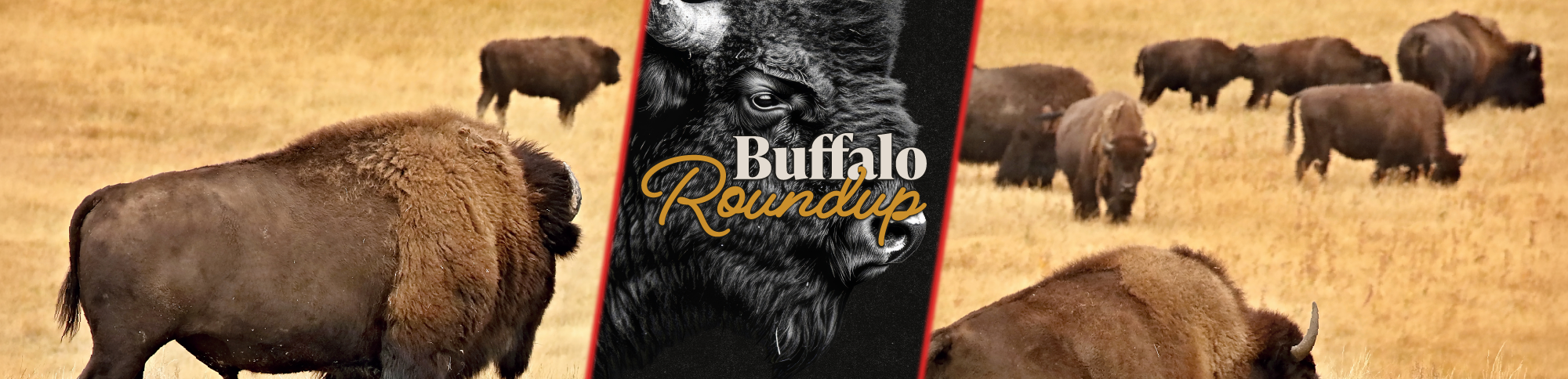 Buffalo Roundup