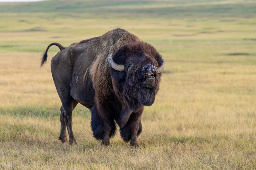 Custer State Park in Custer, South Dakota