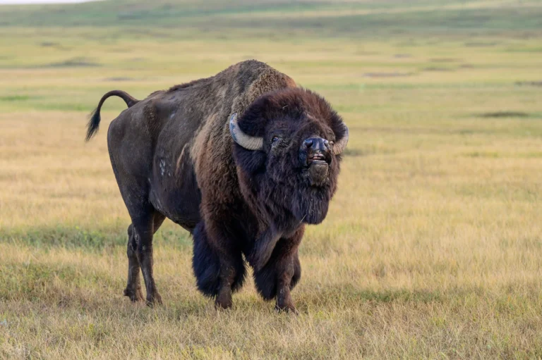 Custer State Park in Custer, South Dakota